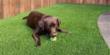 Pet Odor Removal Nairobi